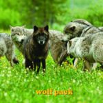 wolf pack