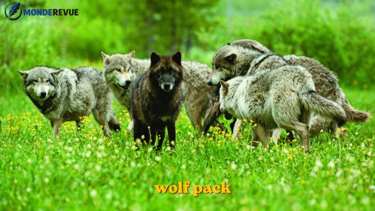 wolf pack wolf pack